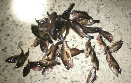 ホワイトデーのお返し釣行