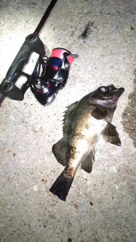 久々のライトゲーム