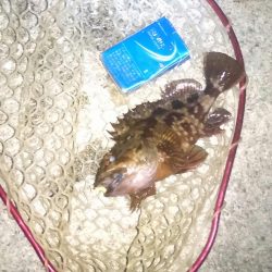 バイセン接待メバリング調査