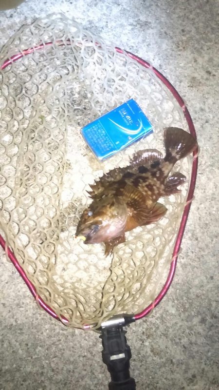 バイセン接待メバリング調査