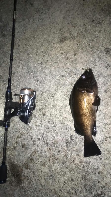 生態調査 in 垂水漁港