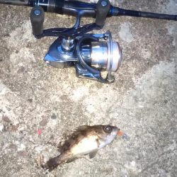 パイセン接待メバリング調査2