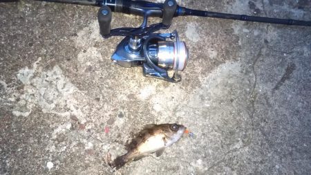 パイセン接待メバリング調査2