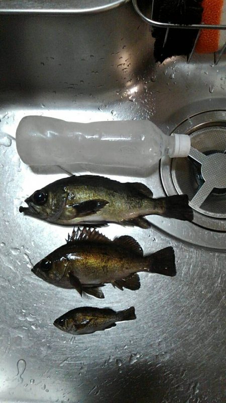 メバルの夜釣り