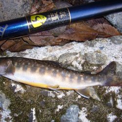 渓流釣り解禁後の初釣行