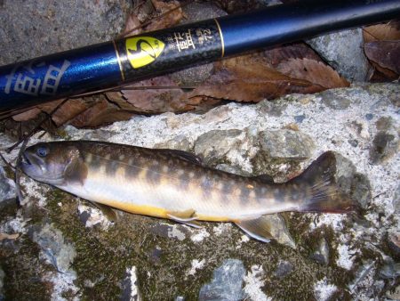 渓流釣り解禁後の初釣行