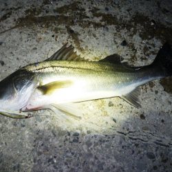 初シーバス（今年）