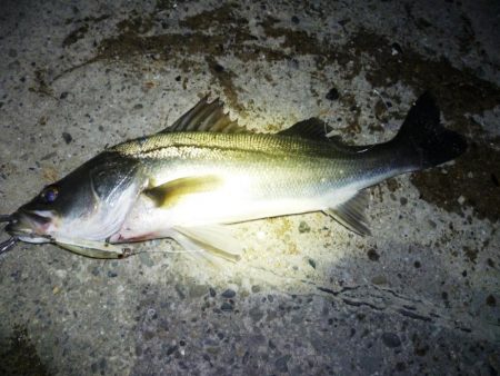 初シーバス（今年）