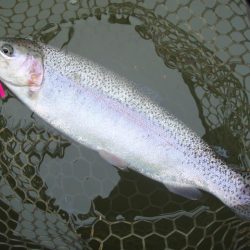 大安トラウトレイク 釣果