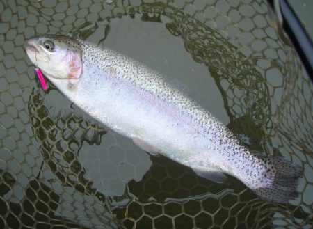 大安トラウトレイク 釣果