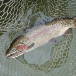 大安トラウトレイク 釣果