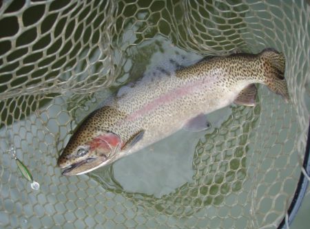 大安トラウトレイク 釣果