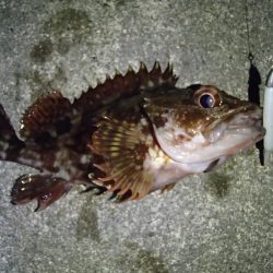 メバリングとシーバス