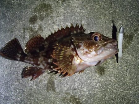 メバリングとシーバス