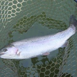 大安トラウトレイク 釣果