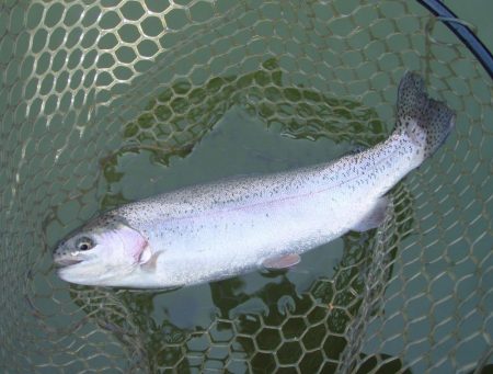 大安トラウトレイク 釣果