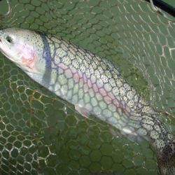 大安トラウトレイク 釣果