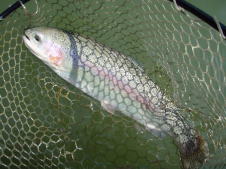 大安トラウトレイク 釣果