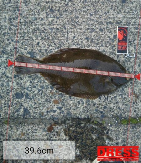 アジを狙いに行ったら・・・