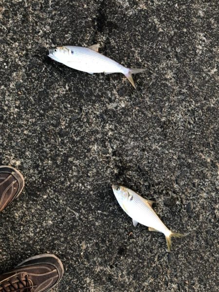 福井　突堤サビキ釣果