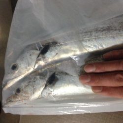 連日太刀魚釣果