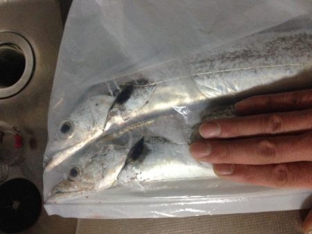 連日太刀魚釣果