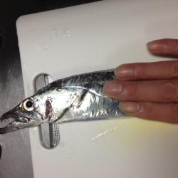 コウイカや太刀魚が連日釣れました！