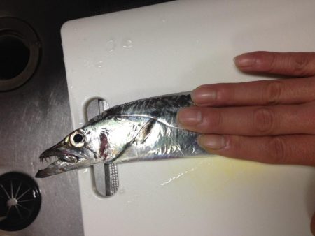 コウイカや太刀魚が連日釣れました！