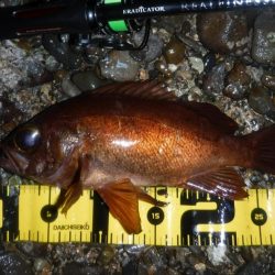 春爆！？磯メバルのプラグゲーム