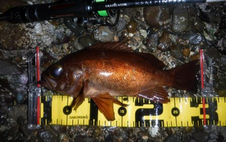 春爆！？磯メバルのプラグゲーム