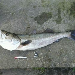 やりました! Big – 1