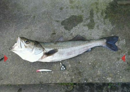 やりました！  Big  - 1