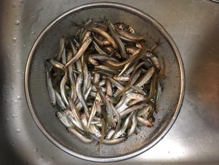 ワカサギ釣り、上津ダム壊滅的、布目ダム絶好…