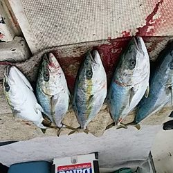 大物釣果速報●光義丸：平戸市早福港