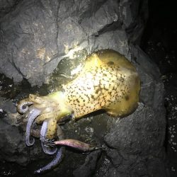 南紀エギングでアオリイカ