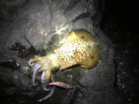 南紀エギングでアオリイカ