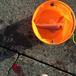 エサ釣りとジギング