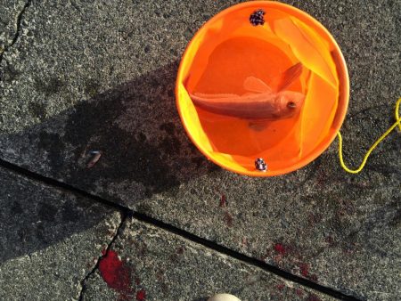 エサ釣りとジギング