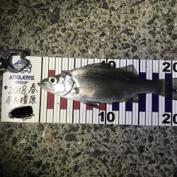 アジング記録更新