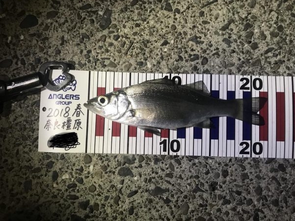 アジング記録更新