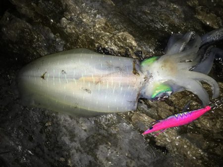 春イカ狙ってきました。