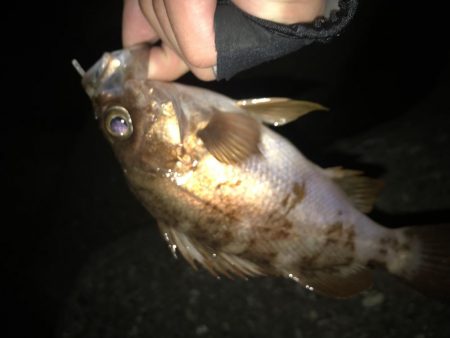 メバリング釣行第５弾