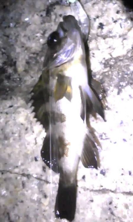 食料調達作戦❗