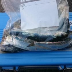 また、イワシとアジだけ…