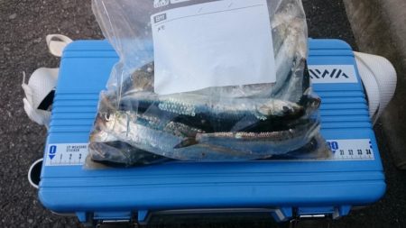 また、イワシとアジだけ…