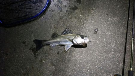 バチ抜け　シーバス＆チヌ