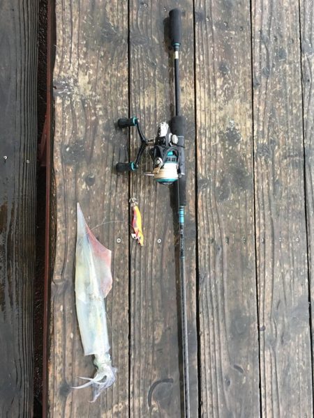 爆風の中の奇跡のイカ