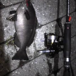 メバリングで無くグレリング