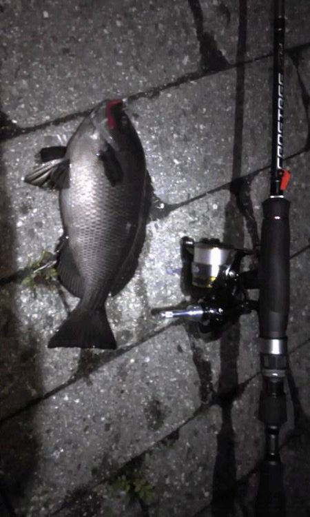 メバリングで無くグレリング