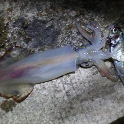 アジでイカを釣る